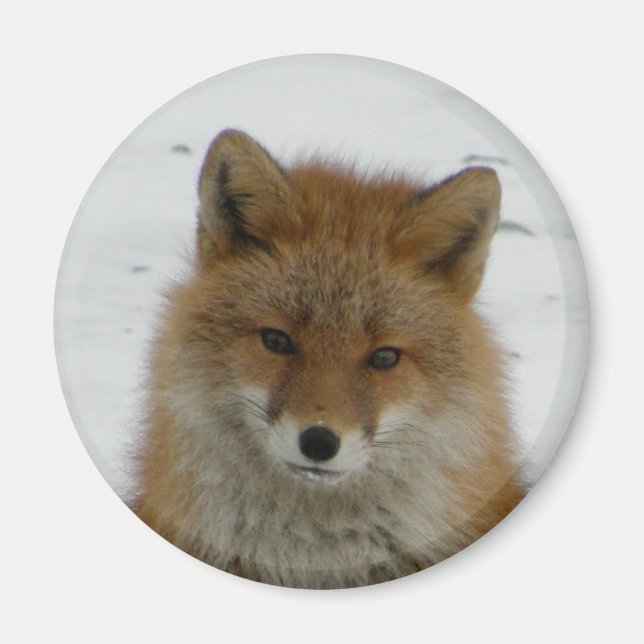 Aimant Aleutian Fox (Devant)