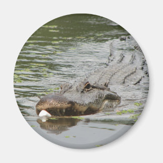 Aimant Alligator