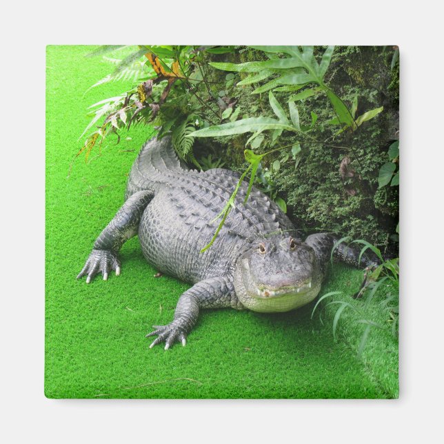 Aimant Alligator (Devant)