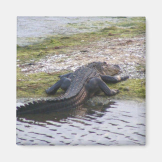 Aimant Alligator