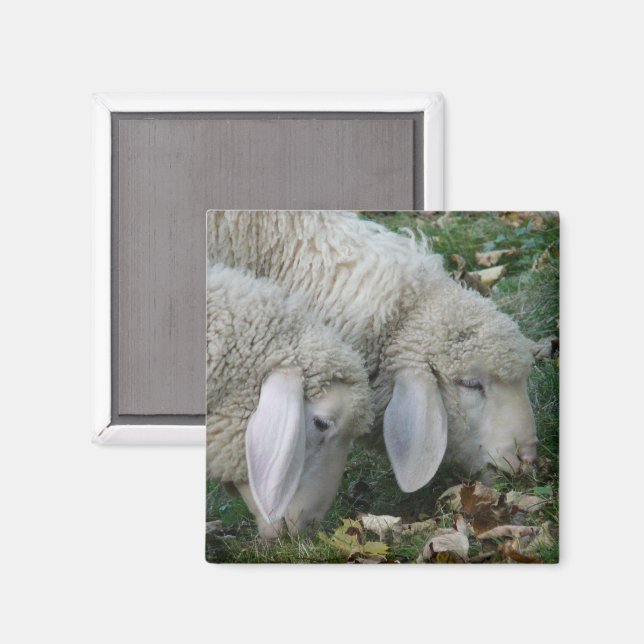 Aimant Amande de mouton alpin (Recto/Verso)