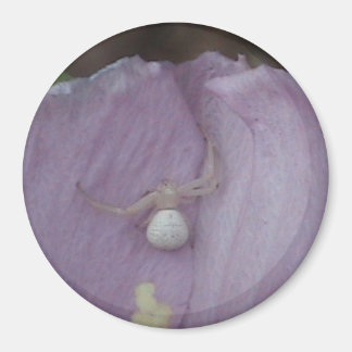 Aimant Amande d'orbe blanche