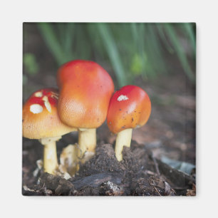 Aimant Amanita family mushrom