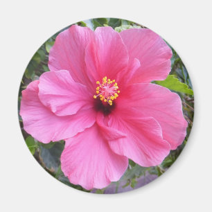 Aimant Amante d'Hibiscus rose