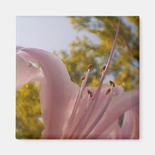 Aimant Amante Lily
