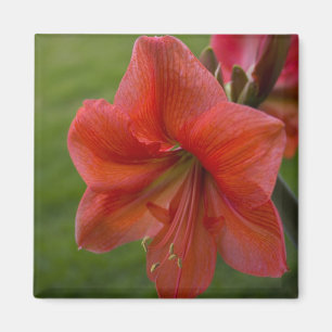 Aimant Amaryllis