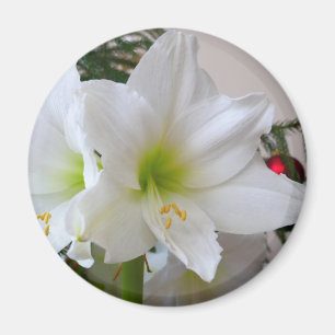 Aimant Amaryllis blanc et sapin de Noël