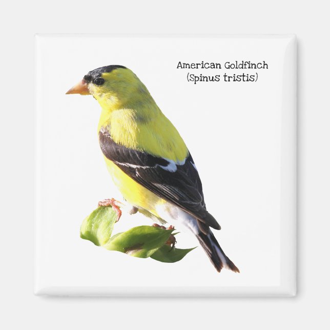 Aimant Américain Goldfinch (Devant)