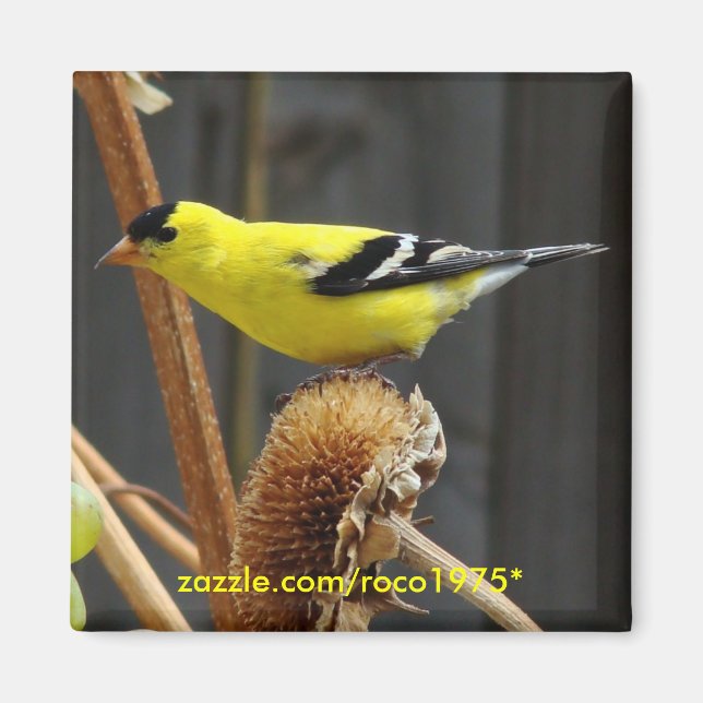 Aimant Américain Goldfinch (Devant)