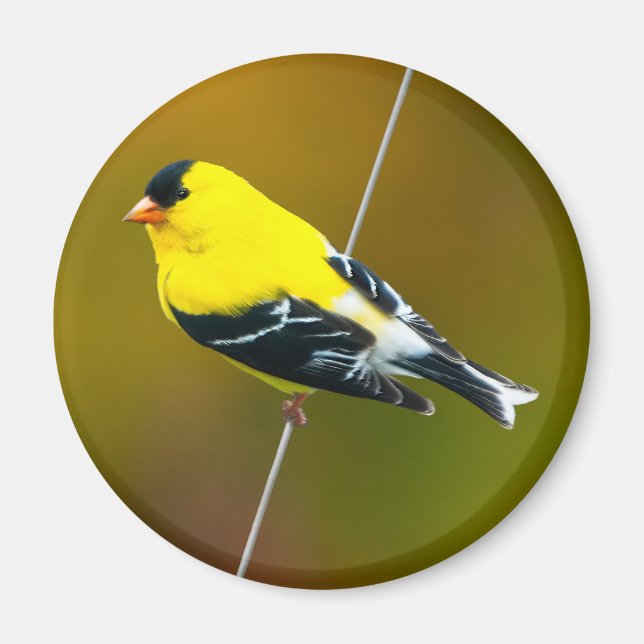 Aimant American Goldfinch - Photo originale (Devant)