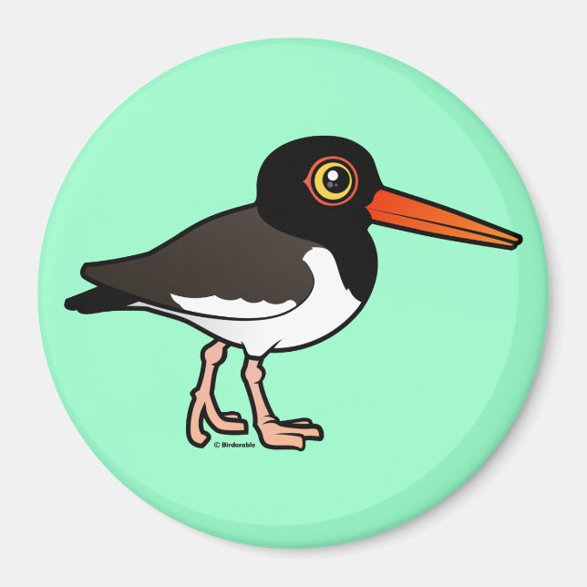 Aimant American Oystercatcher (Devant)