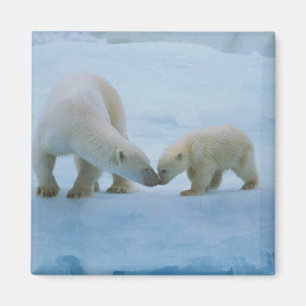 Aimant Amérique du Nord, Arctique canadien. Ours polaire