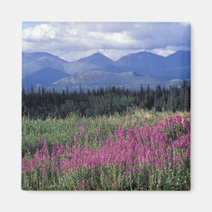 Aimant Amérique du Nord, Canada, Yukon. Épilobe en fleurs