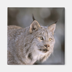 Aimant Amérique du Nord, États-Unis, Alaska, Haines. Lynx