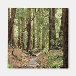 Aimant Amérique du Nord, États-Unis, Californie, Big Sur,