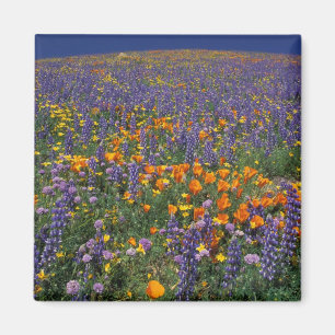 Aimant Amérique du Nord, États-Unis, Californie, Los Ange