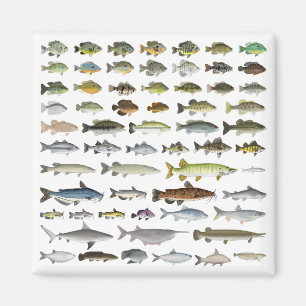 Aimant Amérique du Nord Groupe de poissons d'eau douce