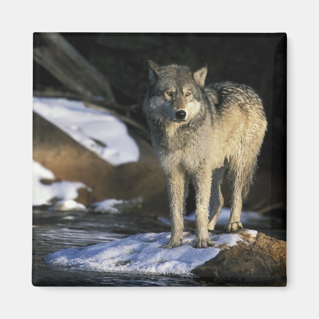 Aimant Amérique du Nord, USA, Minnesota. Loup (Canis) (Devant)