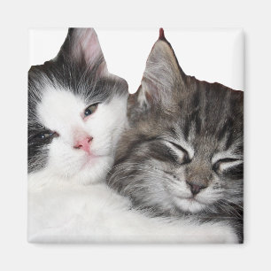 Aimant Amis