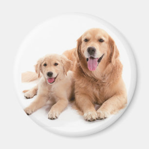 Aimant Amis de golden retriever