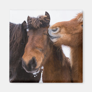 Aimant Amis du cheval islandais, Islande