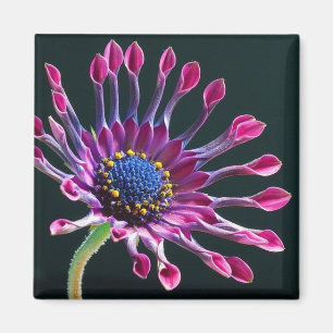 Aimant amour de marguerite