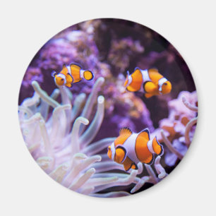 Aimant Amphiprion Ocellaris d'Ocellaris Clownfish  