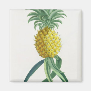 Aimant Ananas gravé par Johann Jakob Haid (1704-67)