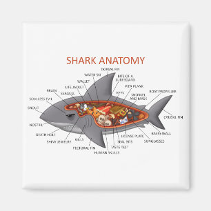 Aimant Anatomie de requin