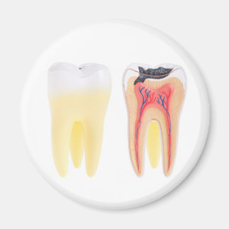 Aimant Anatomie des dents