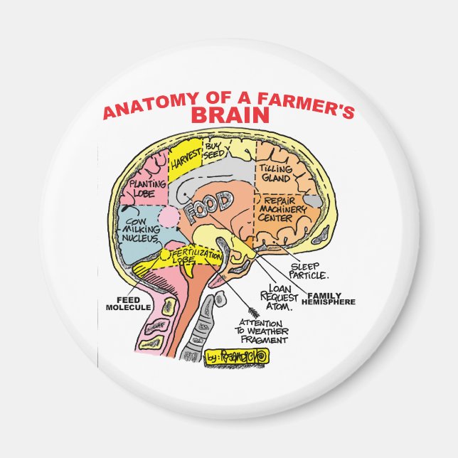 AIMANT ANATOMIE DU CERVEAU D'UN AGRICULTEUR (Devant)