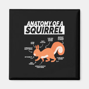 Aimant Anatomie D'Un Écureuil