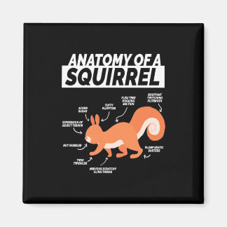 Aimant Anatomie D'Un Écureuil