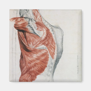 Aimant Anatomie humaine ; Muscles du torse et de l'épaul