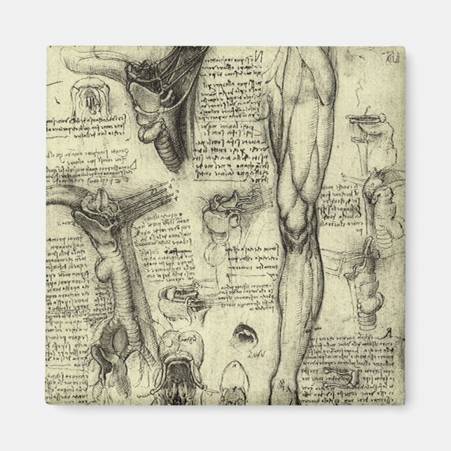 Aimant Anatomie humaine Vintage Larynx Leg Leonardo da Vi (Devant)