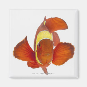 Aimant anemonefish d'Épine-joue (biaculeatus de Premnas)