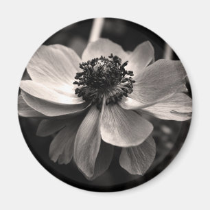 Aimant Anéone noir noir blanc photo magnétique ronde