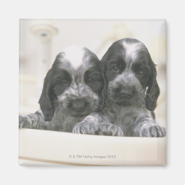 Aimant Anglais Cocker Spaniel (Devant)