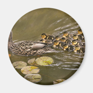 Aimant Animal - Canards - Nager comme un canard