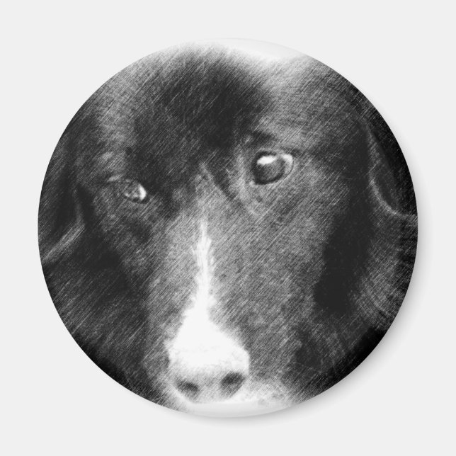 Aimant animal noir d'art de border collie (Devant)