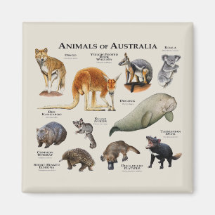 Aimant Animaux d'Australie