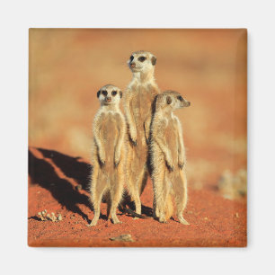 Aimant Animaux de bébés cutest 3 Meerkats