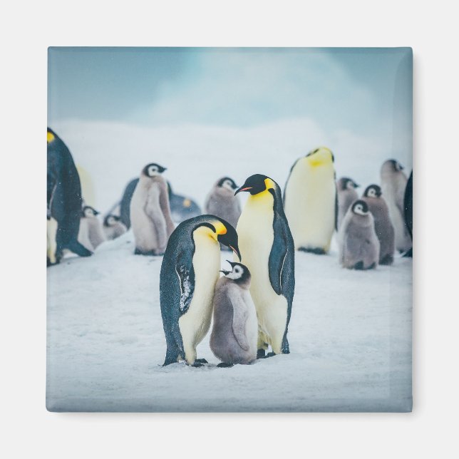 Aimant Animaux de bébés cutest | Alimentation de pingouin (Devant)