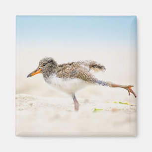 Aimant Animaux de bébés cutest   American Oystercatcher C