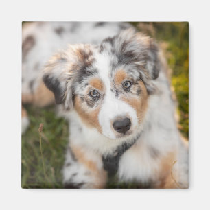 Aimant Animaux de bébés cutest   Australian Shepherd Pupp