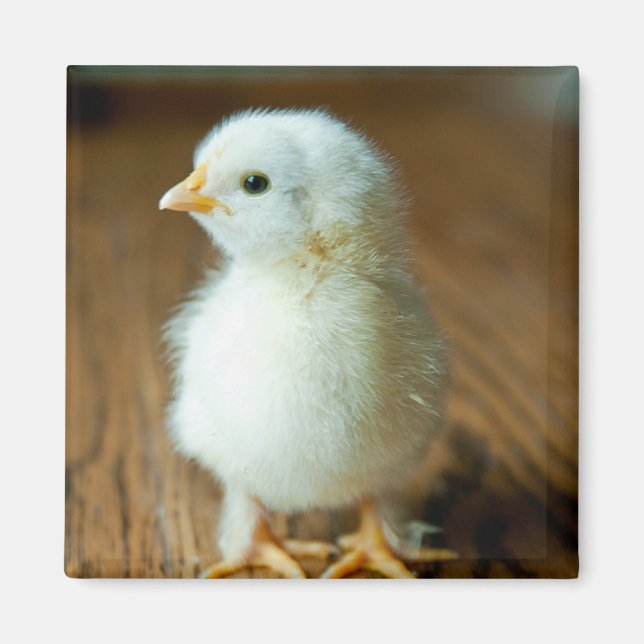 Aimant Animaux de bébés cutest | Baby Chick (Devant)