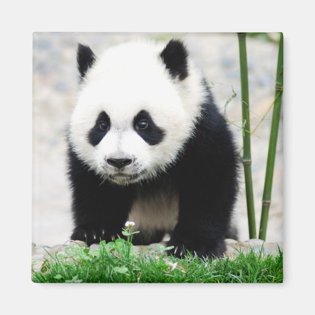 Aimant Animaux de bébés cutest | Baby Panda Bear (Devant)