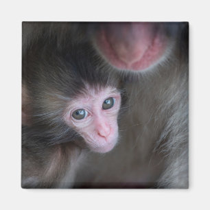 Aimant Animaux de bébés cutest Bébé Macaque singe et mè