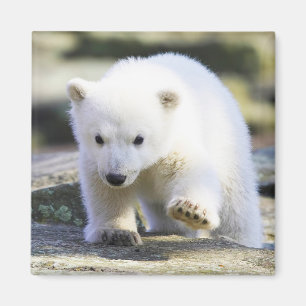 Aimant Animaux de bébés cutest Bébé Ours polaire