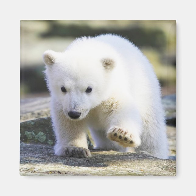 Aimant Animaux de bébés cutest | Bébé Ours polaire (Devant)